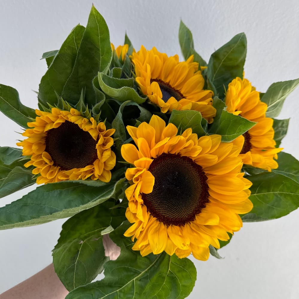 Sunflower Bunch for Delivery